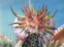 ruby_dragon2.jpg
